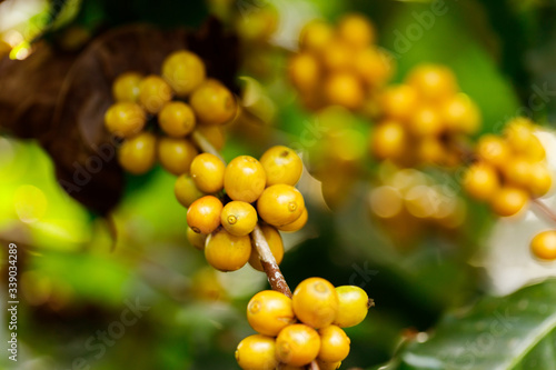 yellow catimor Coffee beans ripening on tree in North of thailand photo