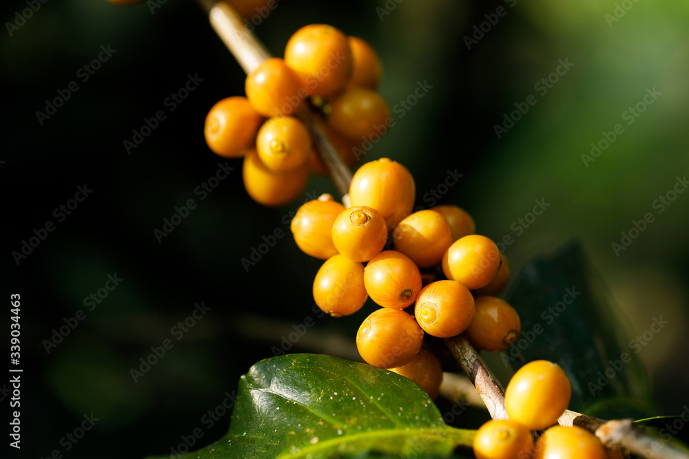 yellow catimor Coffee beans ripening on tree in North of thailand