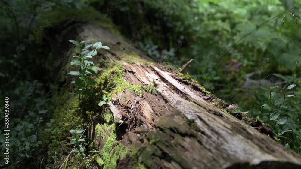 Log in the wood covered with vegetation Log in the wood covered with vegetation