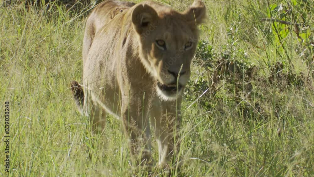 African Lion with scarred back walks toward camera with side lighting African Lion with scarred back walks toward camera with side lighting