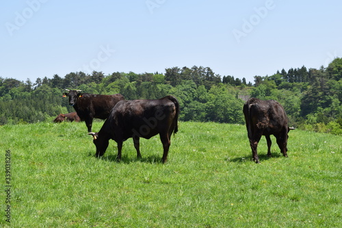 牛の放牧 高原牧場 © FRANK
