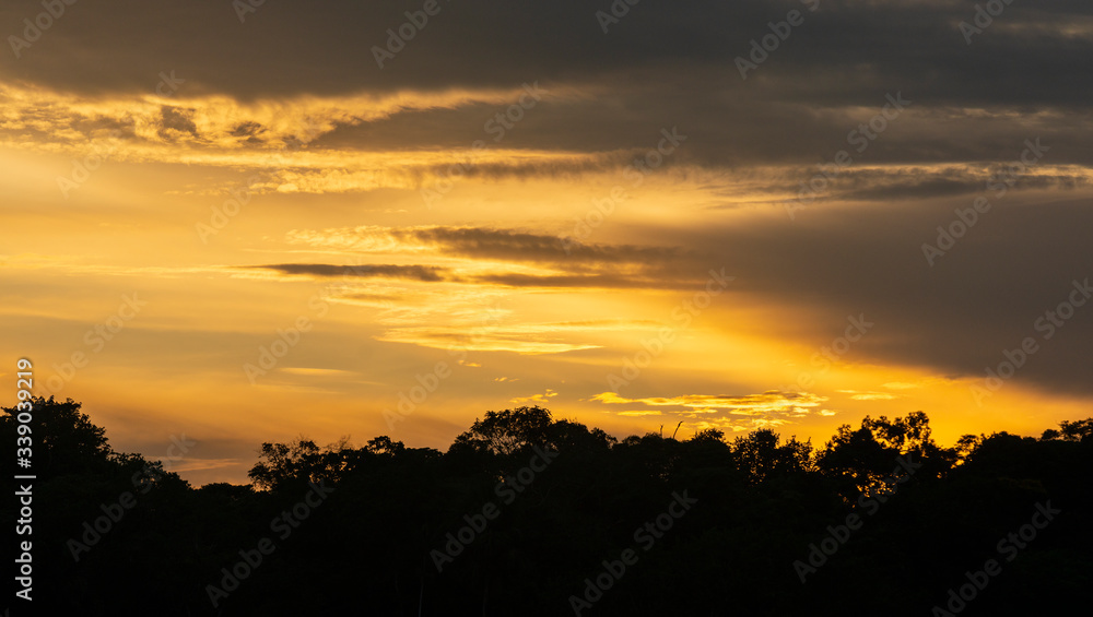Amazon rainforest canopy panorama at sunset, Yasuni national park, Ecuador.