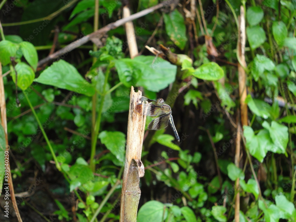 Dragonfly in a plant Dragonfly in a plant