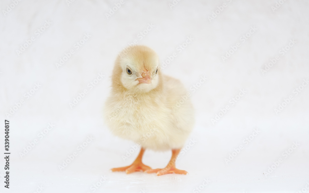Little hen on background with copy space
