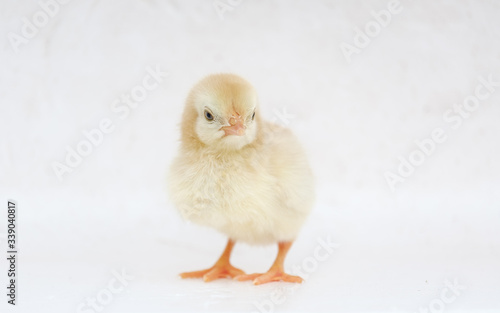 Little hen on background with copy space