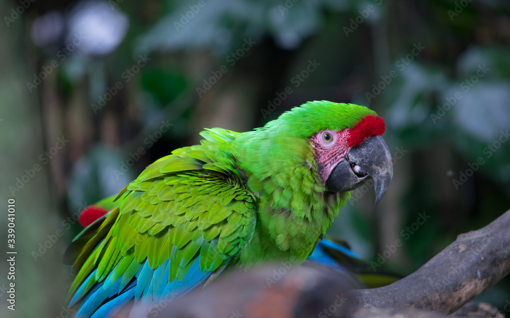 Naklejka premium Psittacidae. Scientific name: Amazon commonly called parrots. Her beauty and intelligence.