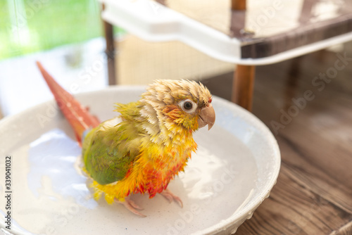 ウロコインコの入浴