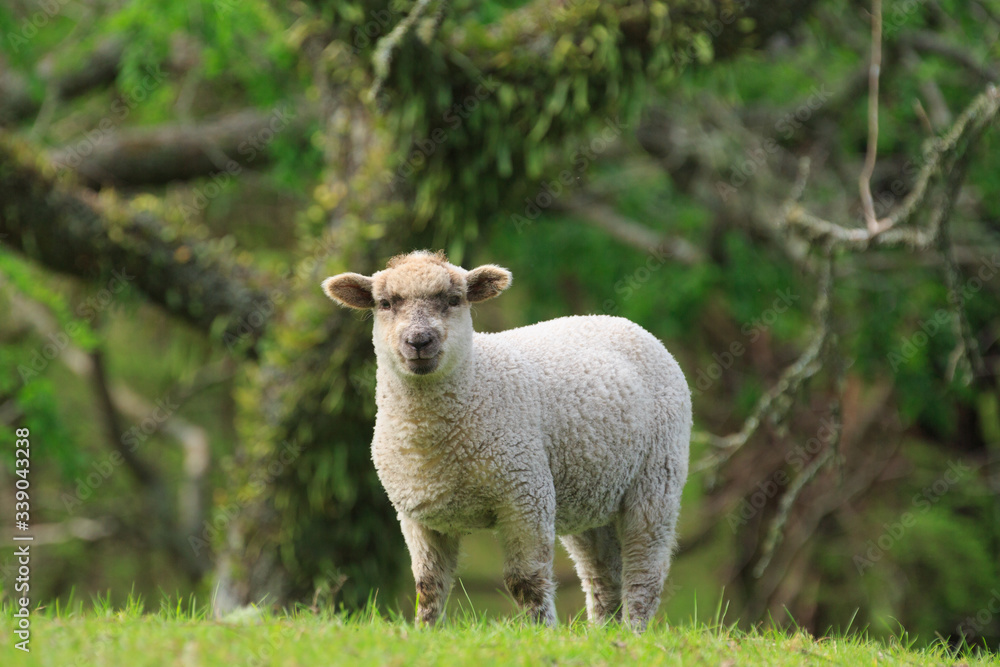 A white sheep standing in front of a forest background