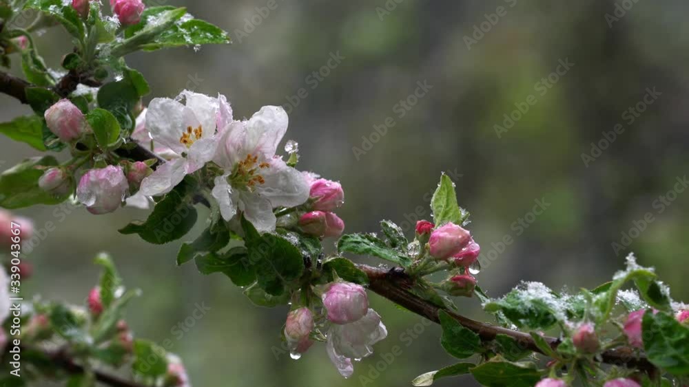 Apple blossoms on the slight breeze and sleet - (4K) Apple blossoms on the slight breeze and sleet - (4K)