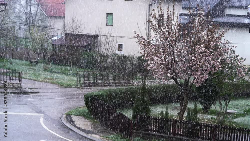 Blooming Magnolia Tree in spring sleet and street ambient - (4K) Blooming Magnolia Tree in spring sleet and street ambient - (4K)