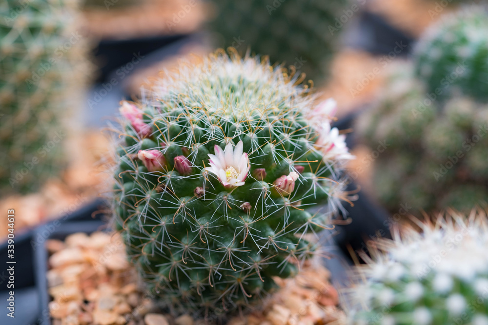 Small cactus in mini pot in the garden Small cactus in mini pot in the garden