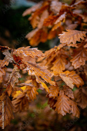 Chêne d'automne