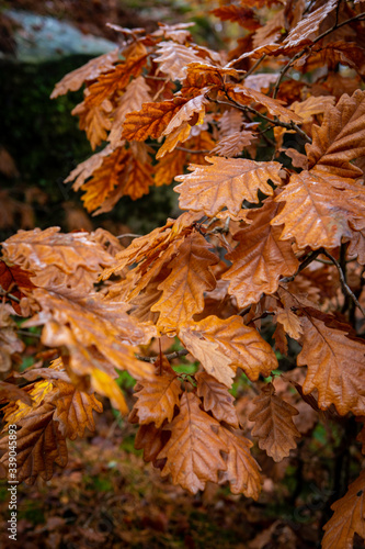 Chêne d'automne