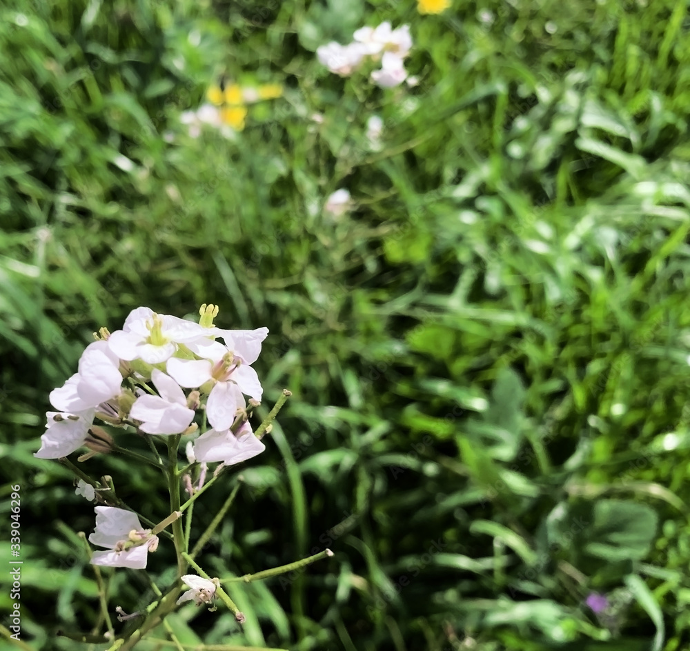 White flower, green grass outside White flower, green grass outside