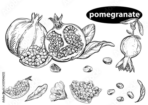 Detailed hand drawn black and white illustration set of pomegranate, leaf, flower. sketch. Vector. Elements in graphic style menu.