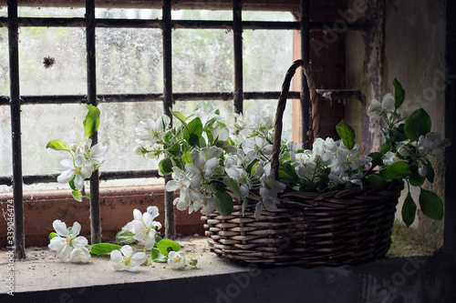 branches of a flowering Apple tree in a wicker basket on the window