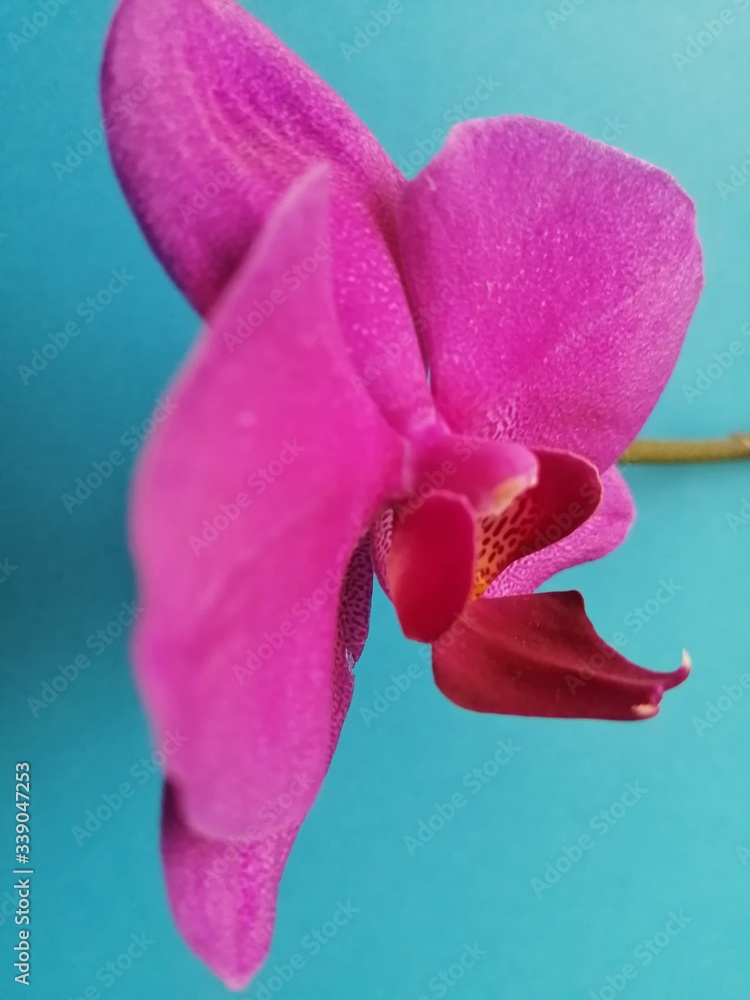 Fototapeta premium purple Orchid on an isolated background