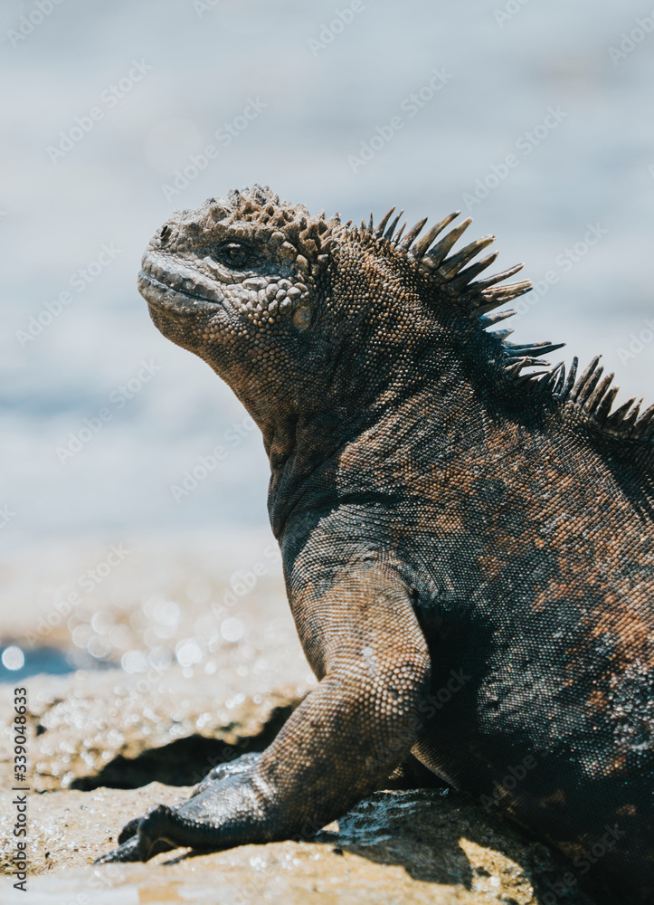 Fototapeta premium Marine Iguana