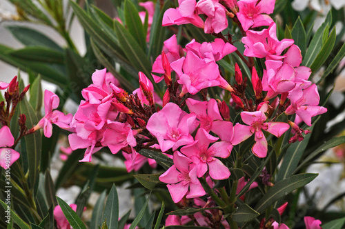 Close up of a pink Oleander nerium growing wild in the Cyprus countryside photo