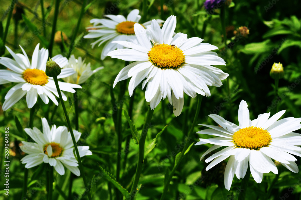 Fototapeta premium A white daisies on green grass background