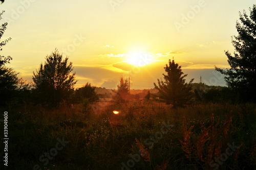 Summer landscape sunset  sunset on a lawn with fir trees and other trees