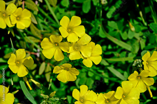 Close up of Oxalis pes-caprae growing wild in the Cyprus countryside photo