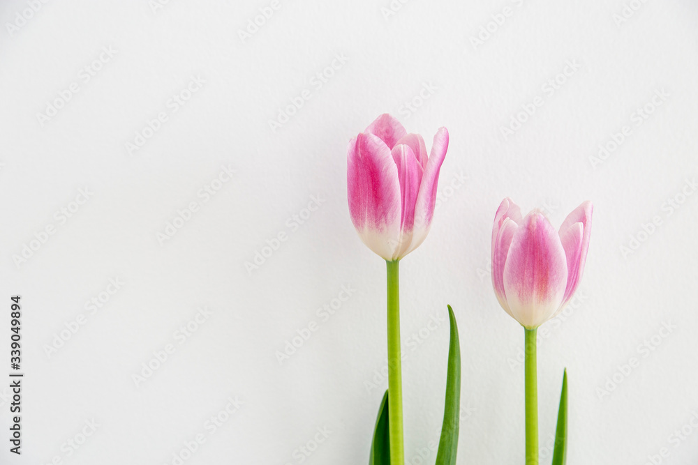 Fototapeta premium Pink tulip flowers