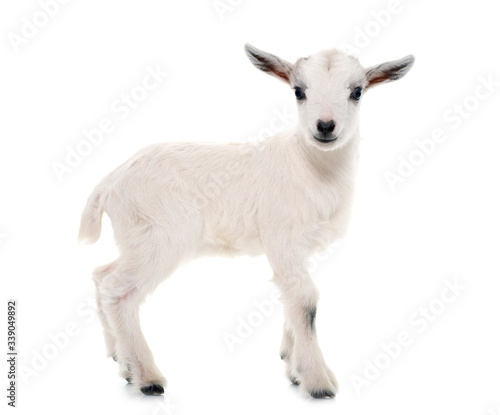 white young goat