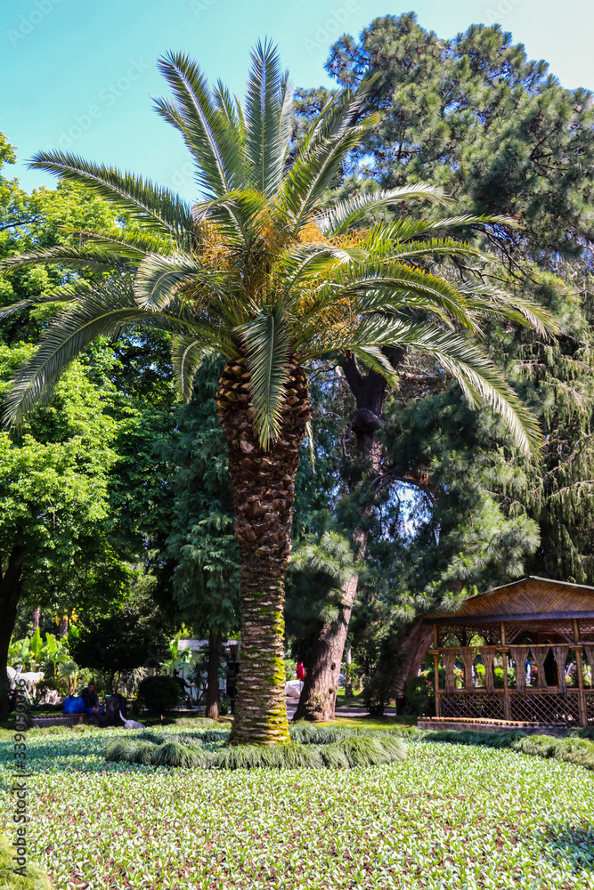 Fototapeta premium Beautiful date palm tree in Batumi boulevard, Georgia