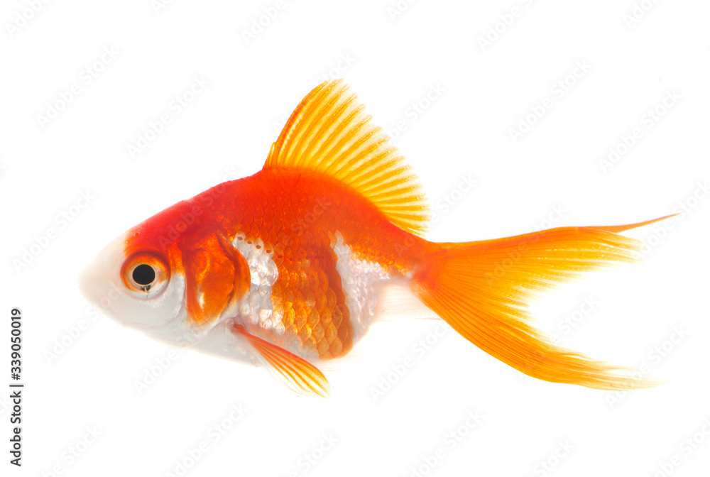 red goldfish in aquarium red goldfish in aquarium