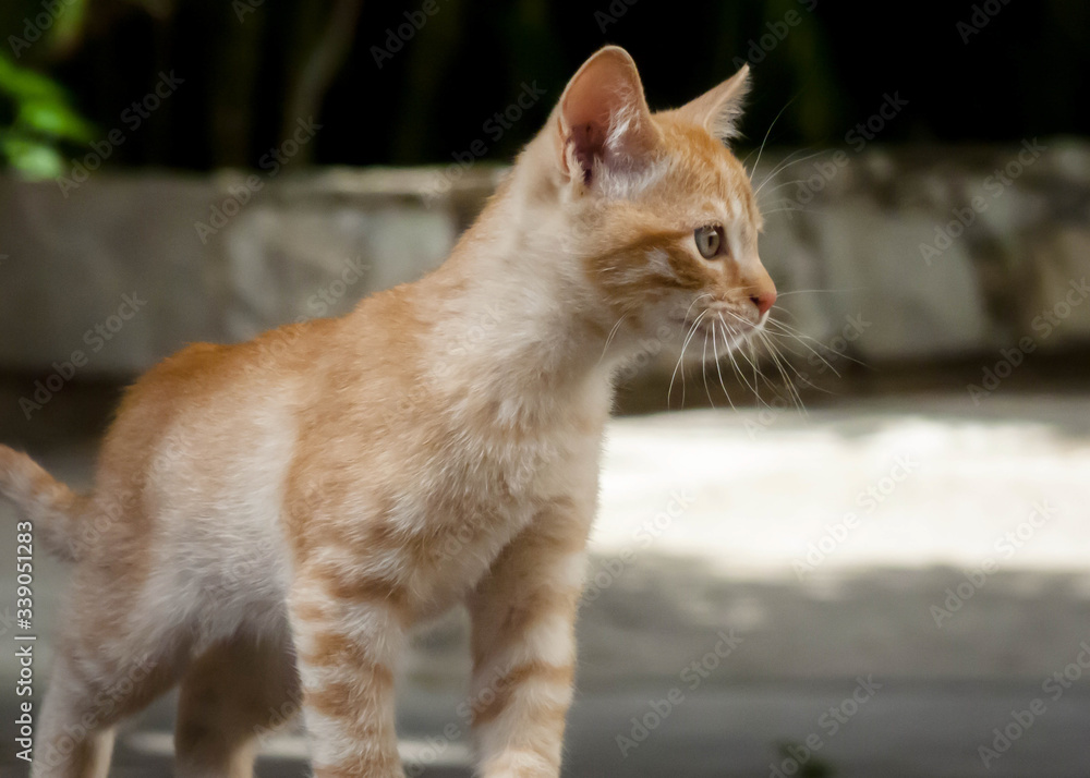 Un pequeño gato mira hacia uno de sus laterales Un pequeño gato mira hacia uno de sus laterales