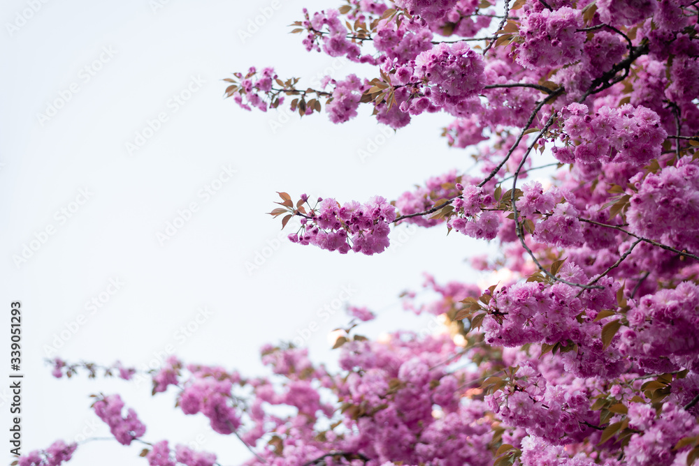 On a white background a lot of flowers of pink color. Blooming sakura tree. p