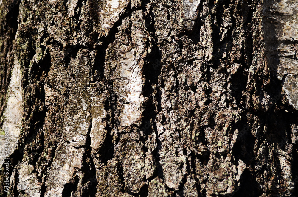 Fototapeta premium Bark texture background pattern crack old brown for design