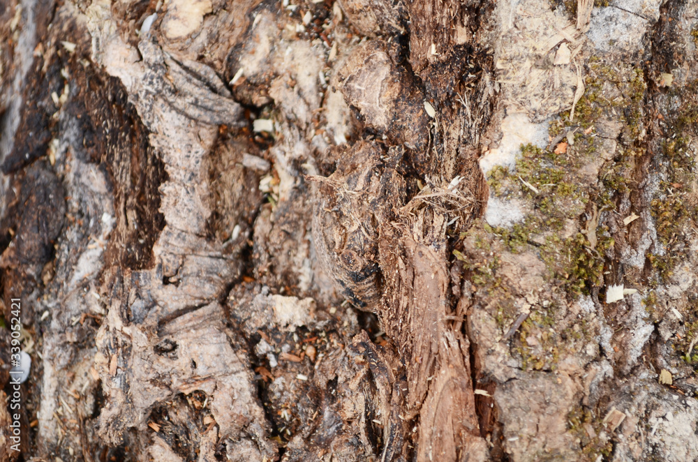 Bark texture background pattern crack old brown for design Bark texture background pattern crack old brown for design
