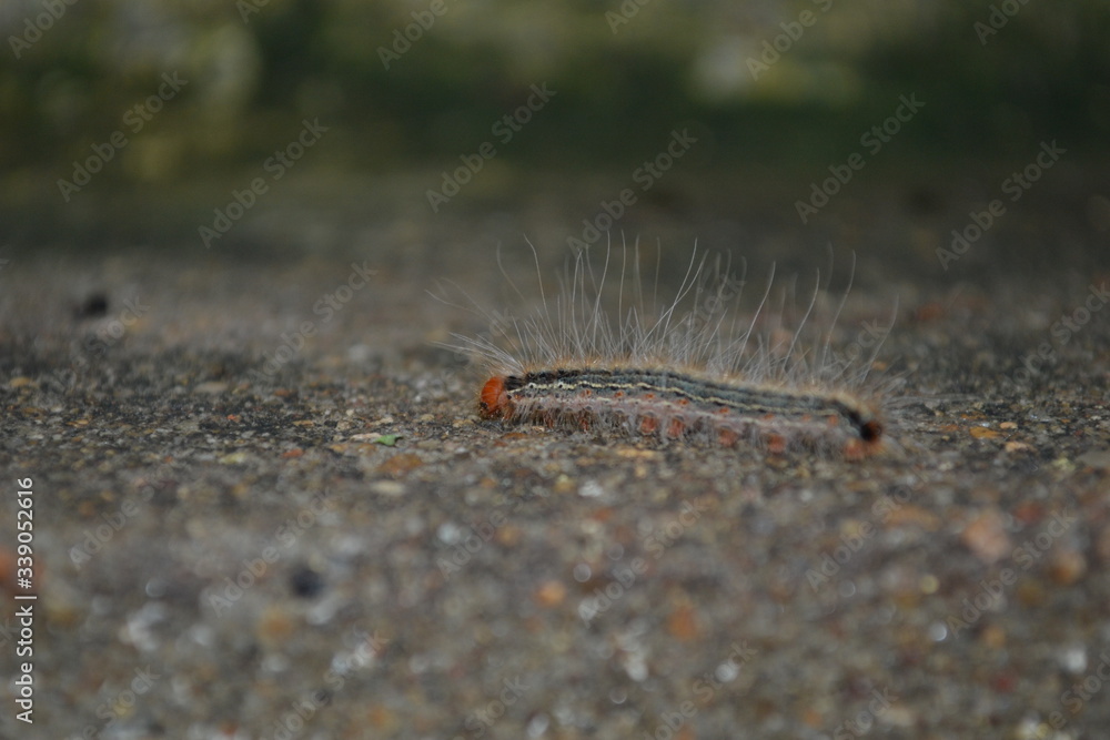 worm on the ground worm on the ground