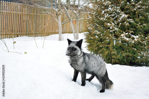 Black fox runs in the snow © John