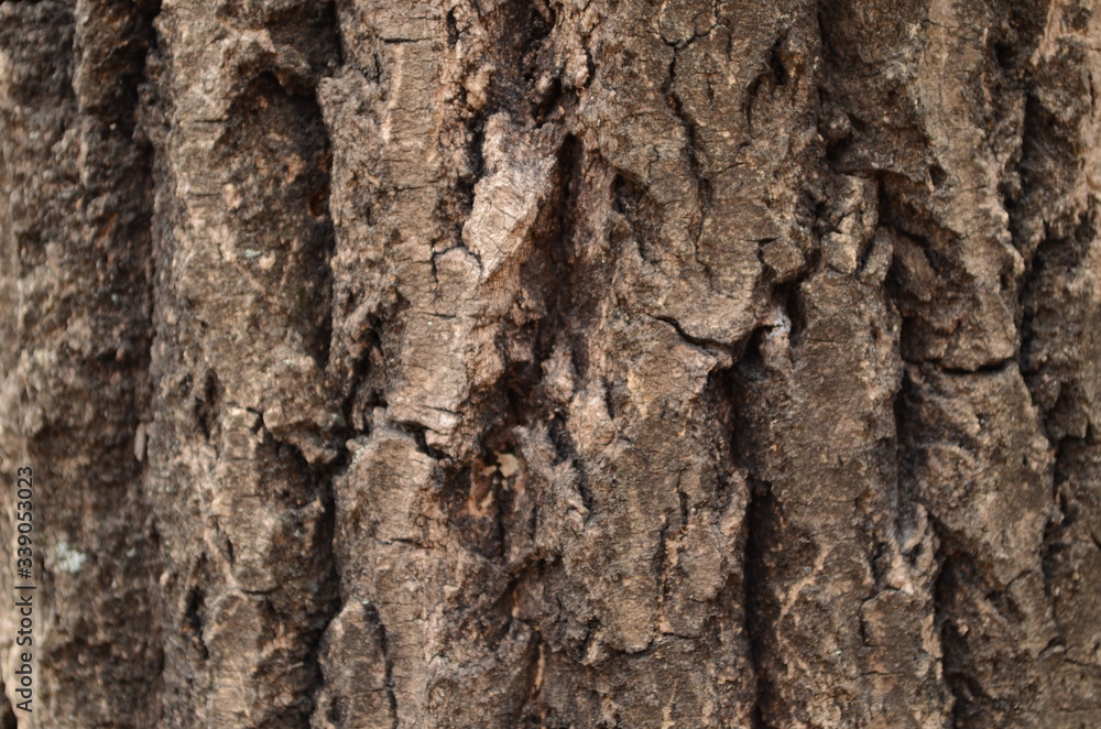 Bark texture background pattern crack old brown for design Bark texture background pattern crack old brown for design