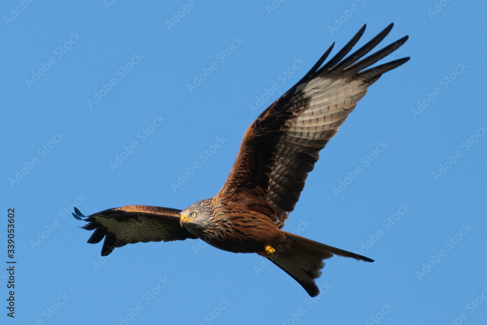 Obraz premium Rotmilan (milvus milvus) in der Luft Portrait vor blauem Himmel aufgenommen in Deutschland, Mecklenburg Vorpommern
