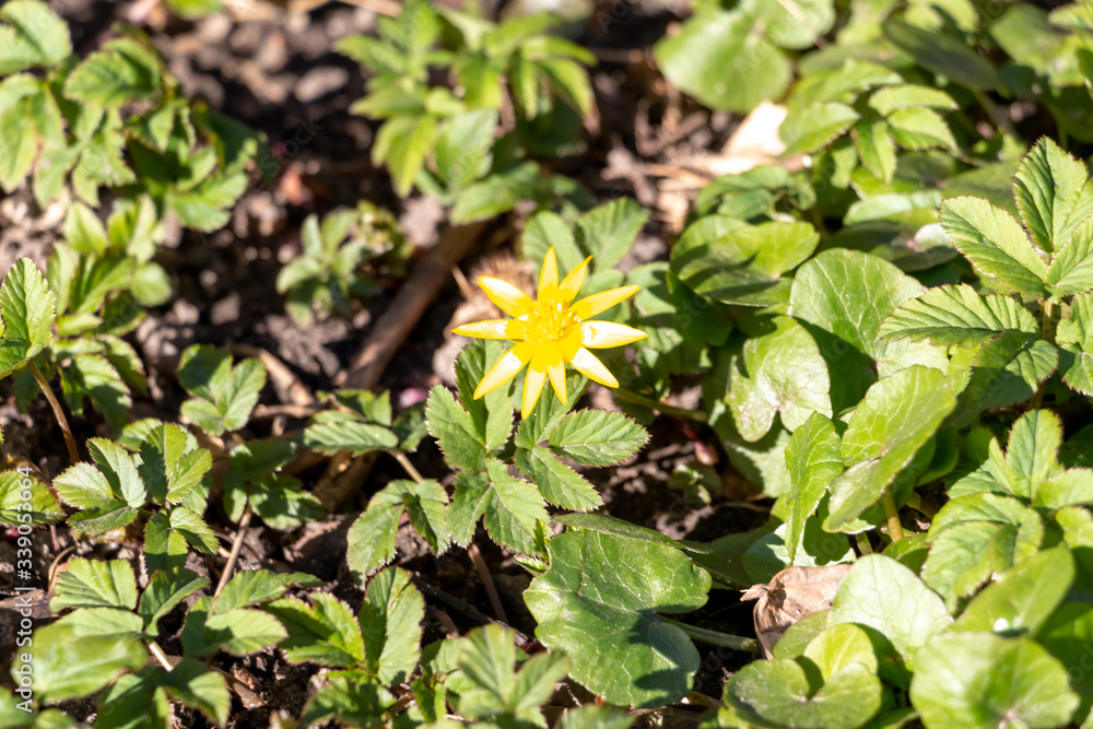 First spring yellow flowers with 8 petals and green shiny round leaves - fig buttercup ot ficaria verna. Floral spring background First spring yellow flowers with 8 petals and green shiny round leaves - fig buttercup ot ficaria verna. Floral spring background