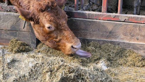 Cattle eating silage grass through a gate in a shed at a farm photo