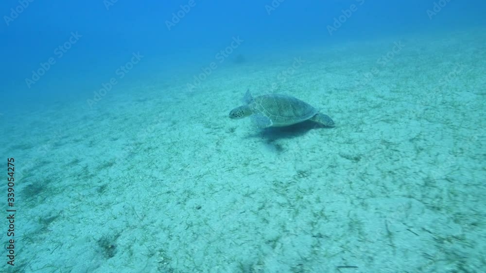 turtle underwater with sun beams and sun rays slow motion blue water ocean scenery turtle underwater with sun beams and sun rays slow motion blue water ocean scenery