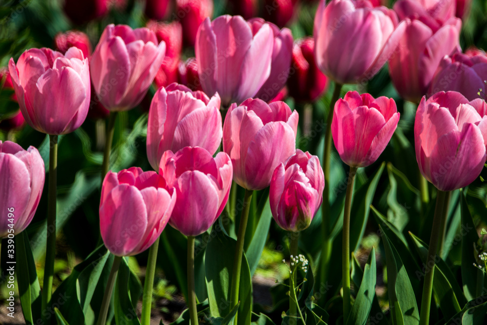 Fototapeta premium Tulips