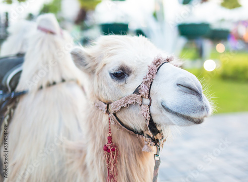 White Camel  Wadi Rum white camel