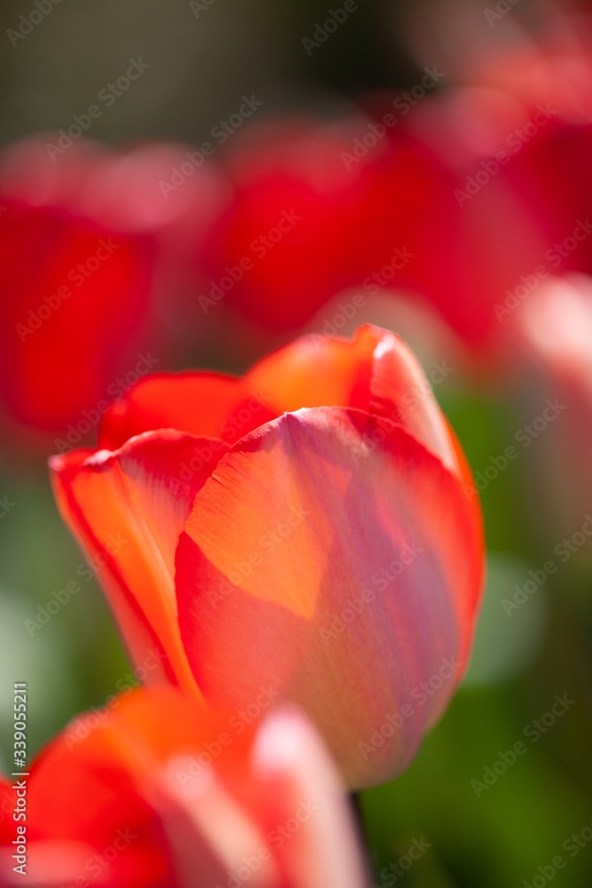 Fototapeta premium Closeup of tulip petal in red
