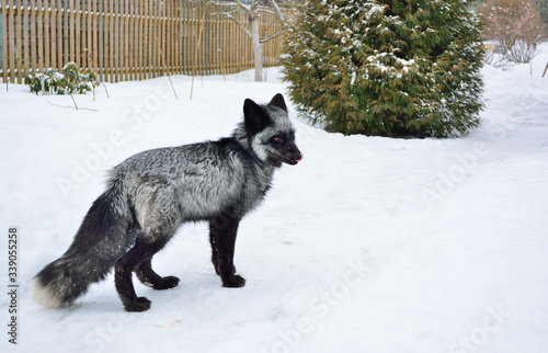 Black fox in a beautiful color in winter © John