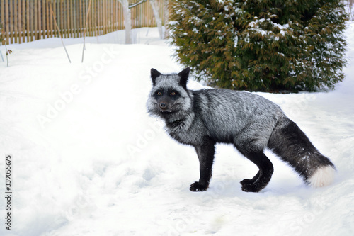Black fox in a beautiful color in winter © John