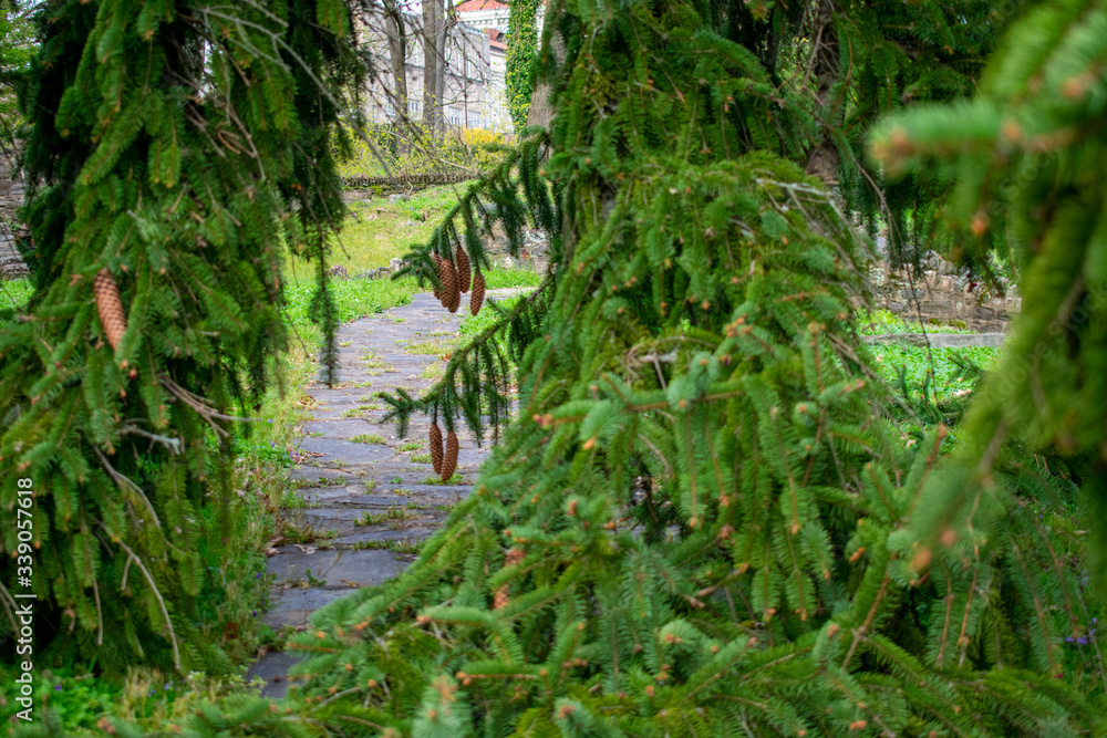 A Cobblestone Path Blocked By a Fallen Pine Tree A Cobblestone Path Blocked By a Fallen Pine Tree