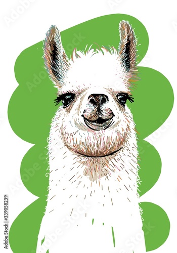 Lama. Hand drawn. Print for T-shirts. Illustration