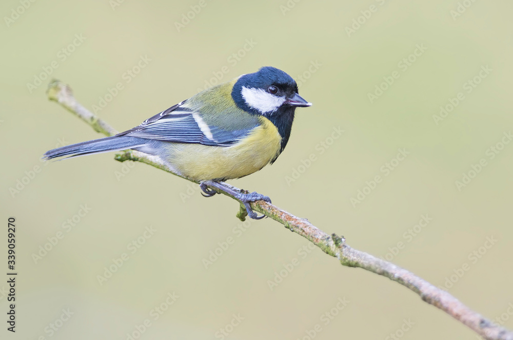 Great Tit poses on a branch with a clear background