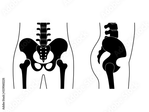 Human pelvis anatomy.